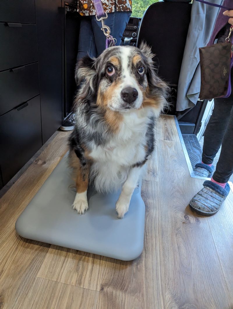 Dog being weighed on a scale