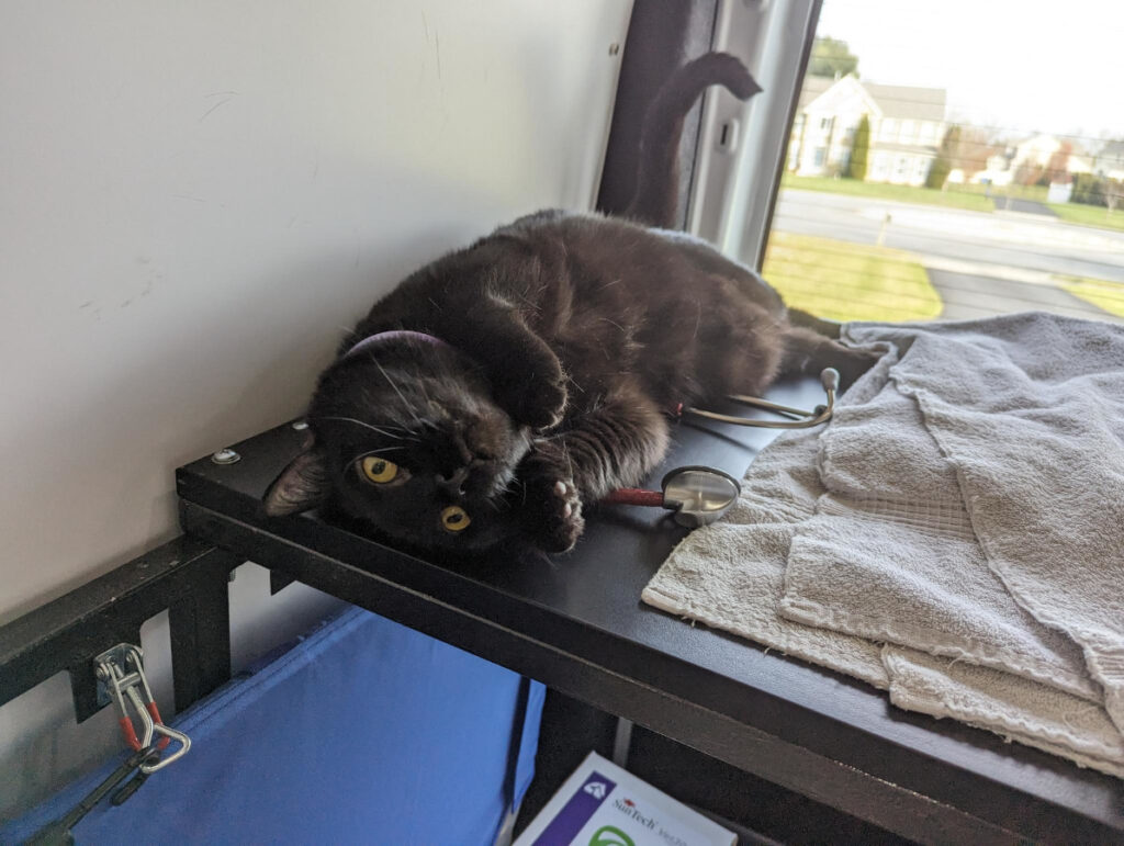 cat_in_van_small